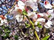 almendro flor"