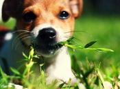 perro come hierba, base científica