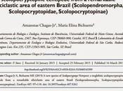 Nueva especie quilópodo troglobio Brasil