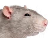 ¿Plagas ratas? Consejos para acabar ellas