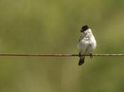 Capuchino boina negra (Pearly-bellied Seedeater) Sporophila pileata