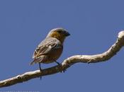 Capuchino castaño (Rufous-rumped Seedeater) Sporophila hypochroma