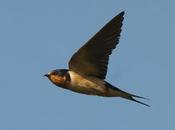 Golondrina tijerita (Barn Swallow) Hirundo rustica