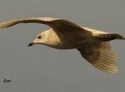 gaviotas gusta costera verdel