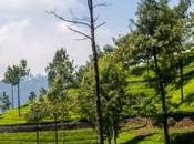Munnar campos Kerala