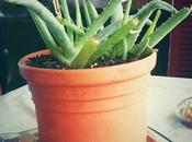 Planta aloe vera.