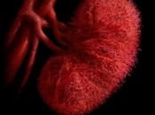 Espectaculares imágenes vascularización renal