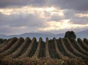 Planes para Semana Santa: Vivanco experiencias torno vino Rioja