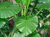 Alocasia