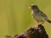 Cachilo ceja amarilla (Grassland Sparrow) Ammodramus humeralis