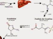 Formulaciones Creatina