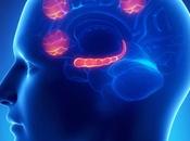 ínsula: lugar importante para comprender demás