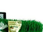 Wheatgrass, hierba germinado trigo: antioxidante, desintoxicante alcalinizante.