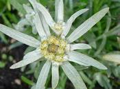 Extracto Edelweiss crema