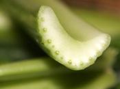 Apio, Bastón nuestra Salud...