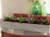 centro mesa suculentas/ Succulent Centerpiece