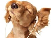 ¿Cómo afecta música animales?