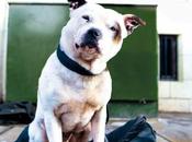 perro cambió vida, John Dolan.
