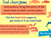 Food Chains. Cadenas Alimentarias