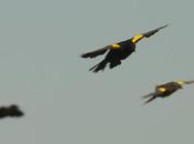 Varillero amarilla (Yellow-winged Blackbird) Agelasticus thilius