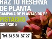 Campaña plantación planta pistacho 2014-2015