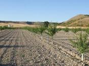 ¿Qué agroforestal? cuenta experto