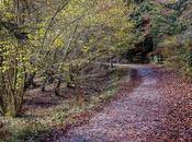 Hacia lugar donde habita otoño