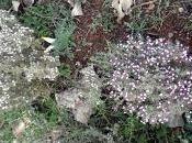 flor tomillo