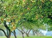 cultivo manzanas