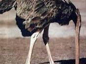 Descubre significado tiene soñar avestruz.