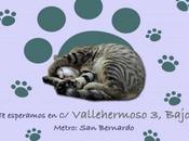 gustaría adoptar gatito?