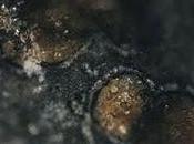 continua controversia meteorito marciano