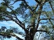 árbol corazón piedra"