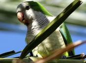 Cotorra argentina-myopsitta monachus-monk parakeet