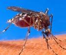 Modelos matemáticos presentan difícil erradicación malaria África Subsahariana