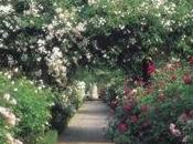 Rosas inglesas