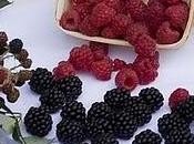 moras silvestres pueden prevenir cáncer colon