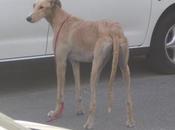 Galgo malas condiciones, atropellar, puerta hospital. (Córdoba)