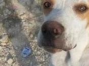 Luci, cachorra pointer servía para cazar