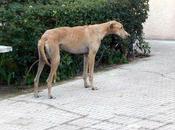 Galgo puertas hospital, cuerpo lleno plomillos (Córdoba)