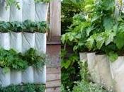 Organizador plantas aromáticas