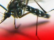Encuentran componente genético explica alguien atrae mosquitos