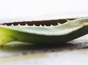 magia Aloe Vera.