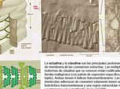 ¿Hay relación entre microbiota intestinal neurotoxicidad?