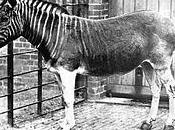 quagga