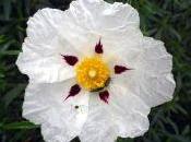 Flores distintas