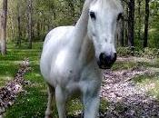 caballo blanco