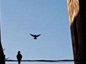 Barcelona Gòtic): Flying high