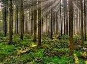 Árboles dejan bosque tecnología (I): telecomunicaciones