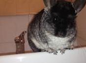 chinchilla